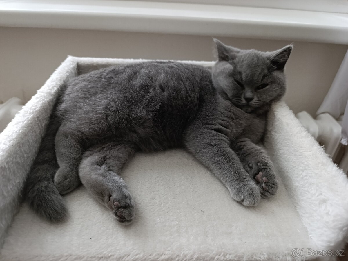 Britské kotě - 4