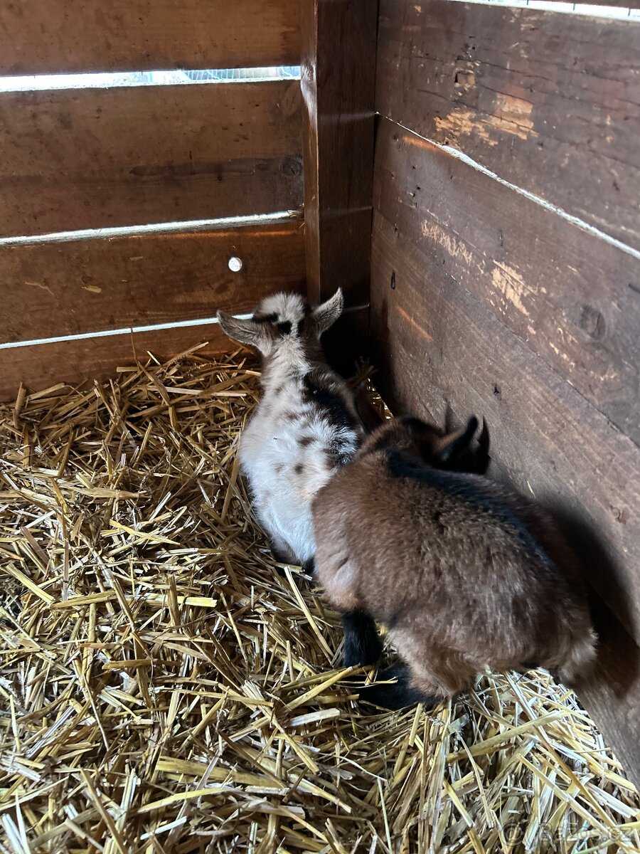 Holandský zakrslý kozel - 4