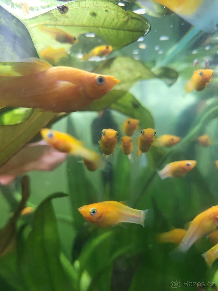 Gold Molly - 4
