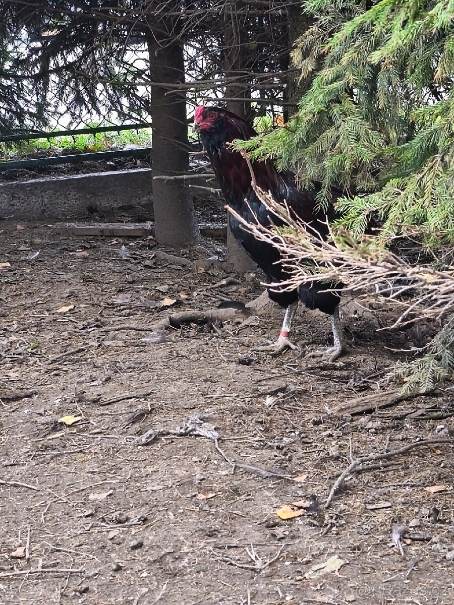 Kohouti - 4