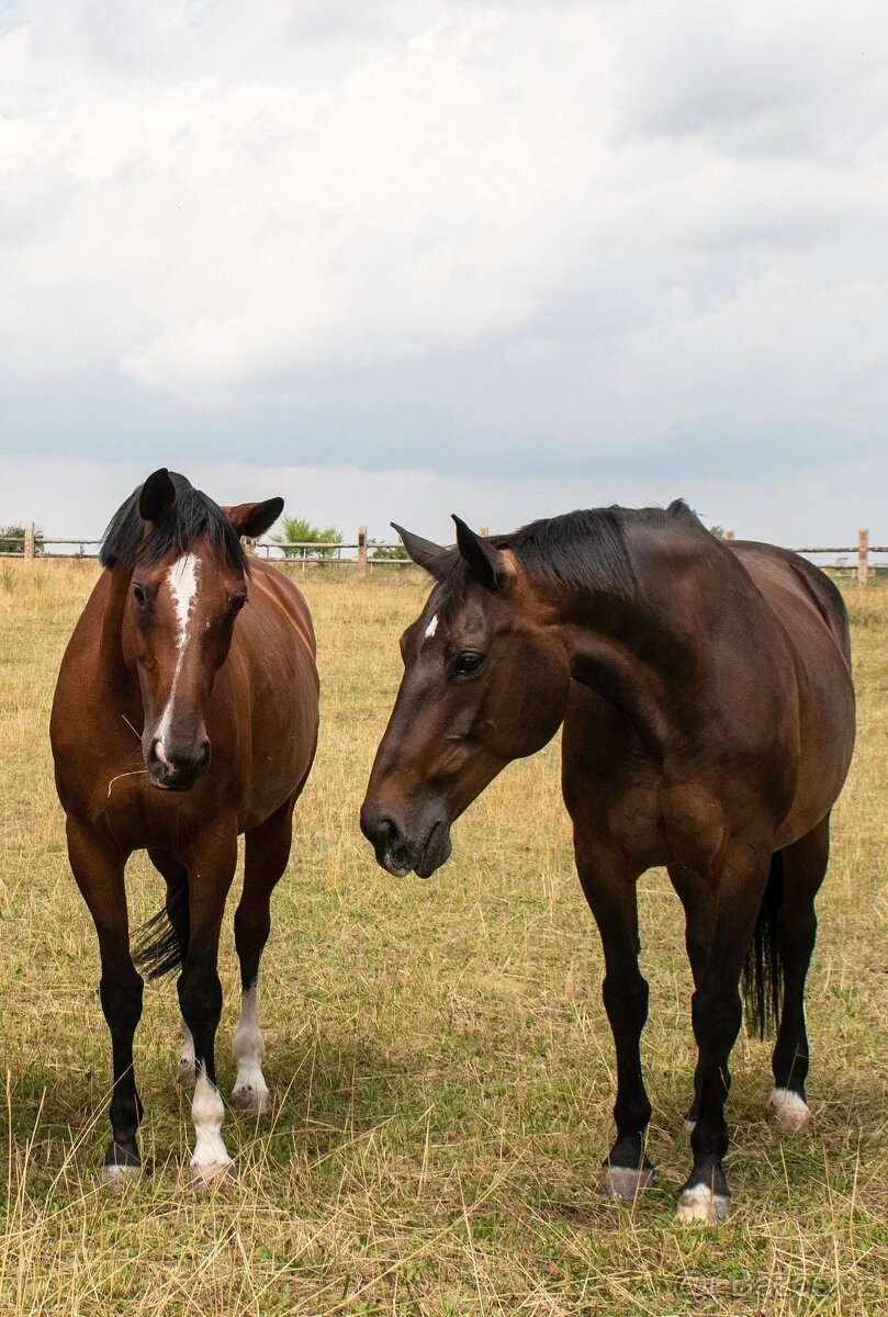 Charakterní spolehlivá kobyla k rekreačnímu využití - 4
