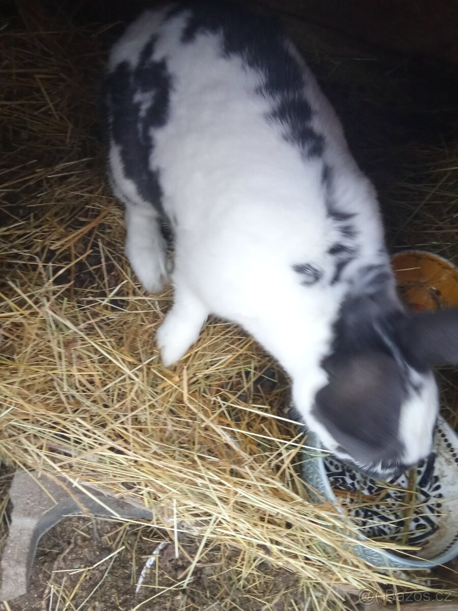 Králíci do chovu - 4