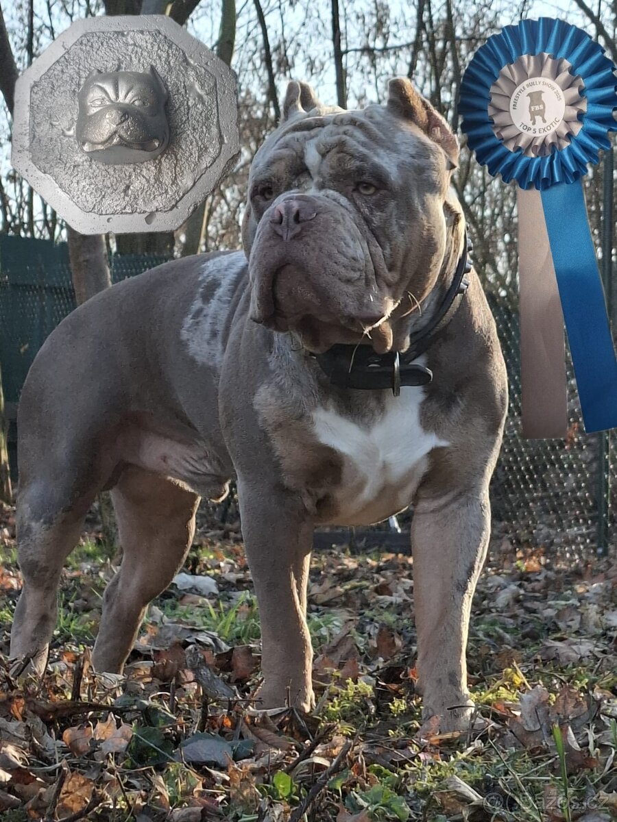 American bully pocket exotic-krytí - 4