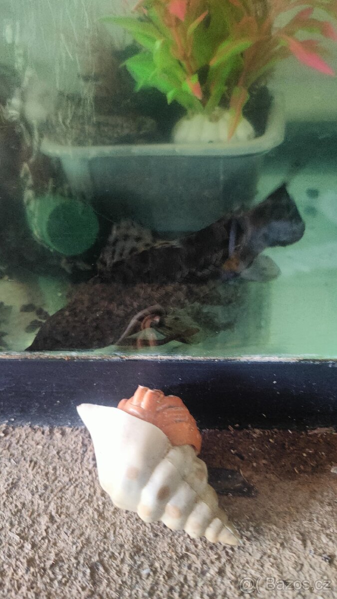 Pancéřníček kropenatý - 4