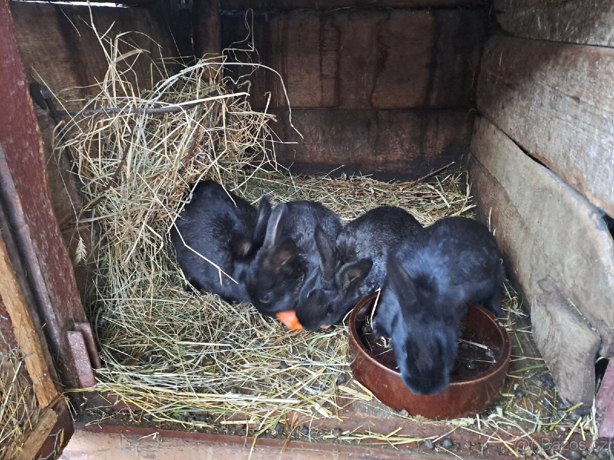 Šestikotcová králíkárna - 4