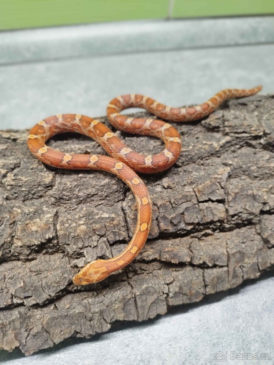 Užovka červená (Corn Snake) - 4