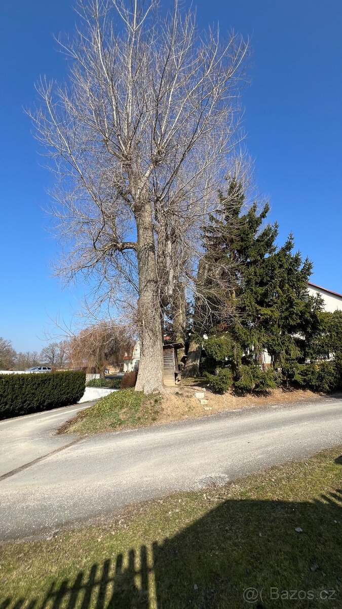 Dřevo - 5 stromů za pokácení a odvoz - 4