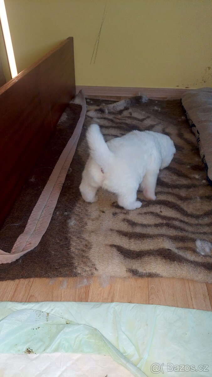 štěně akita inu - 4