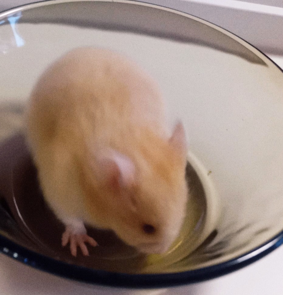 Syrský křeček - 4