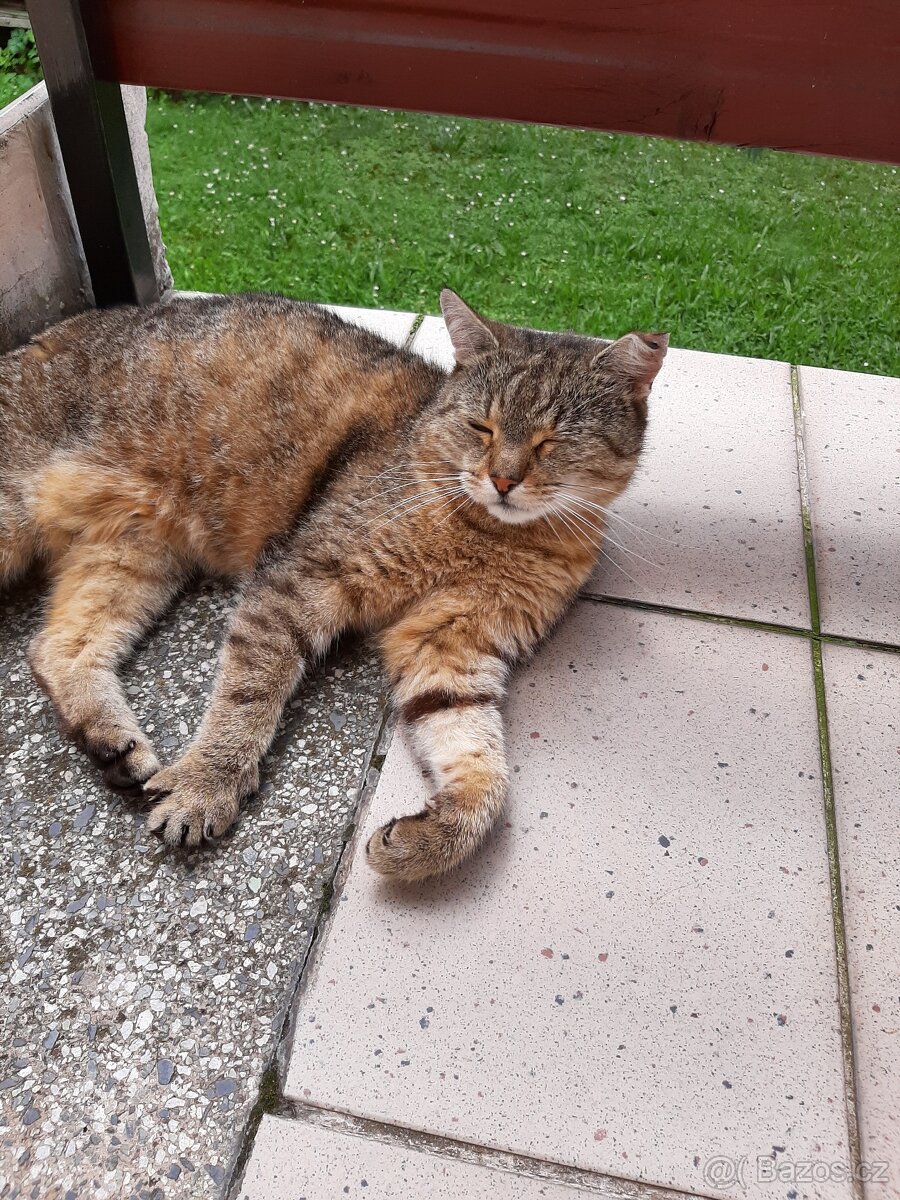 Hlídání zvířat - 4