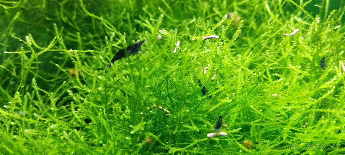 Krevetky-Blue diamond- Neocaridina Davidi - 4