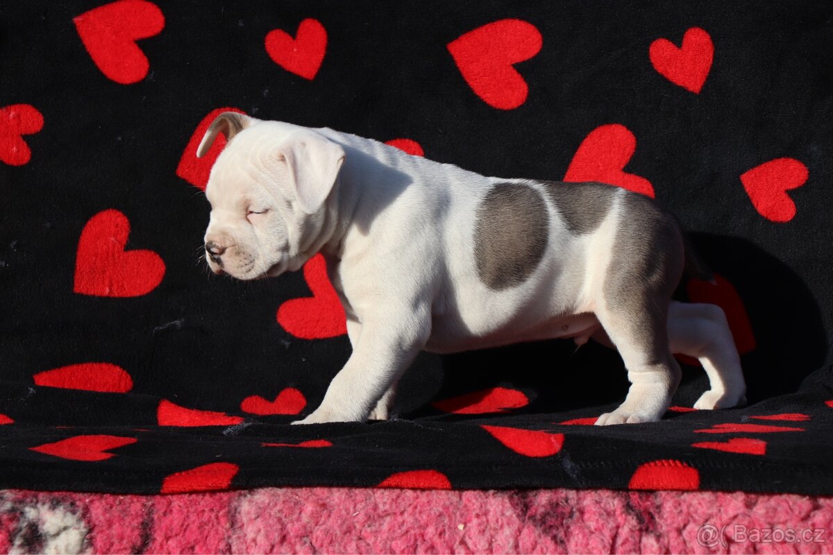 Americký stafordšírský teriér s PP pejsek 2 - 4