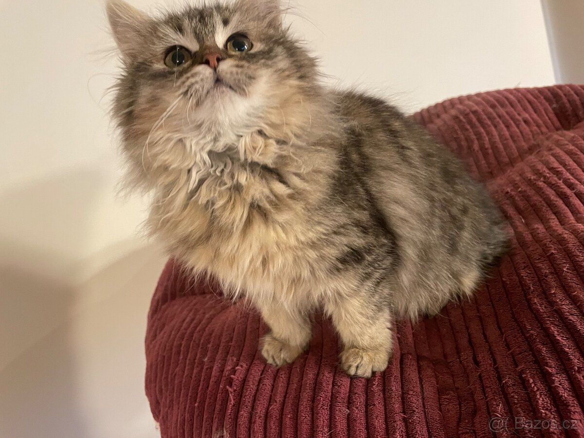 Sibiřská kočka s PP - 4
