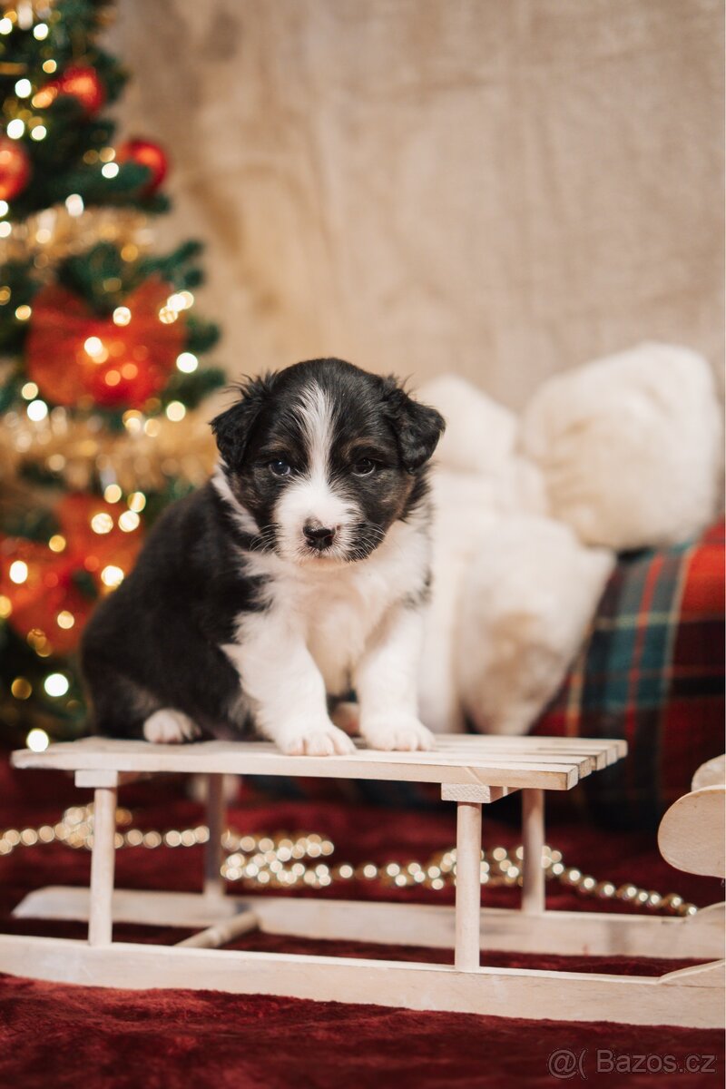 Australský ovčák - pejsek BLACK TRI s PP - 4