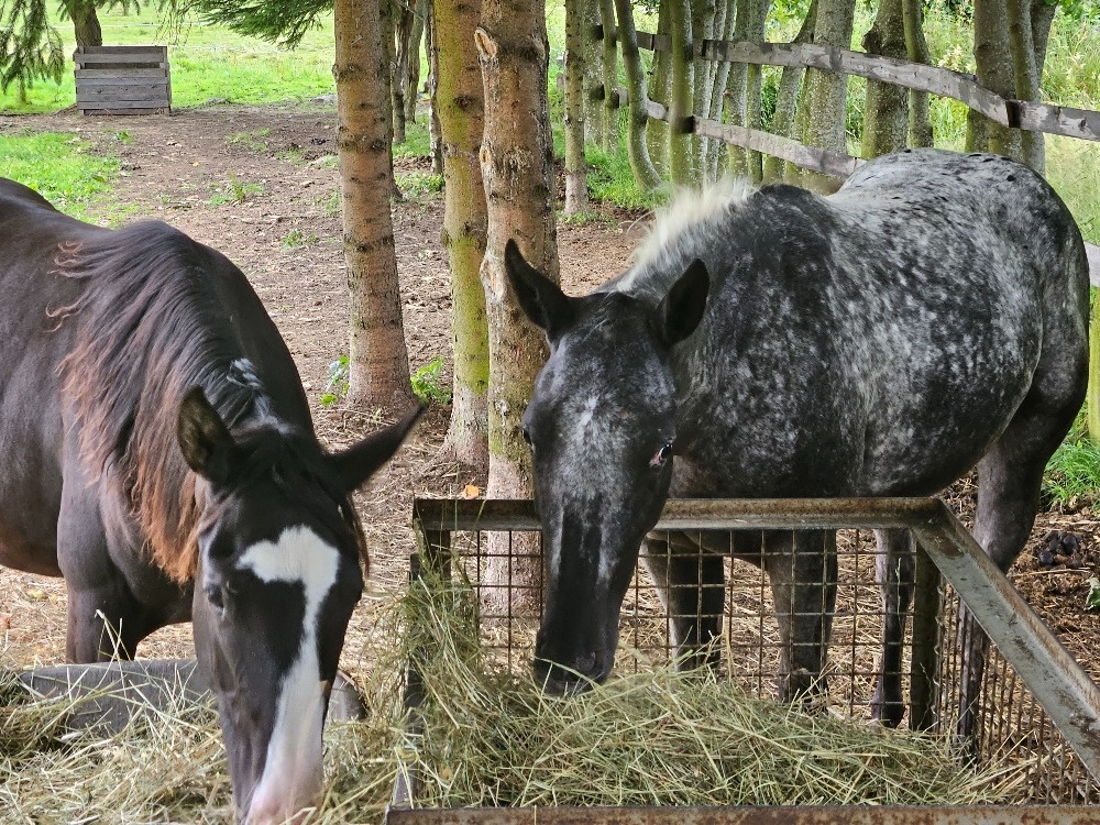 Appa x QH klisna 2,5 roku - 4