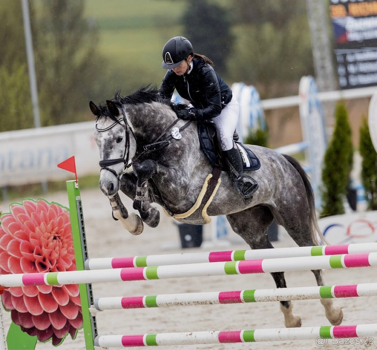 westfalsky valach - 4