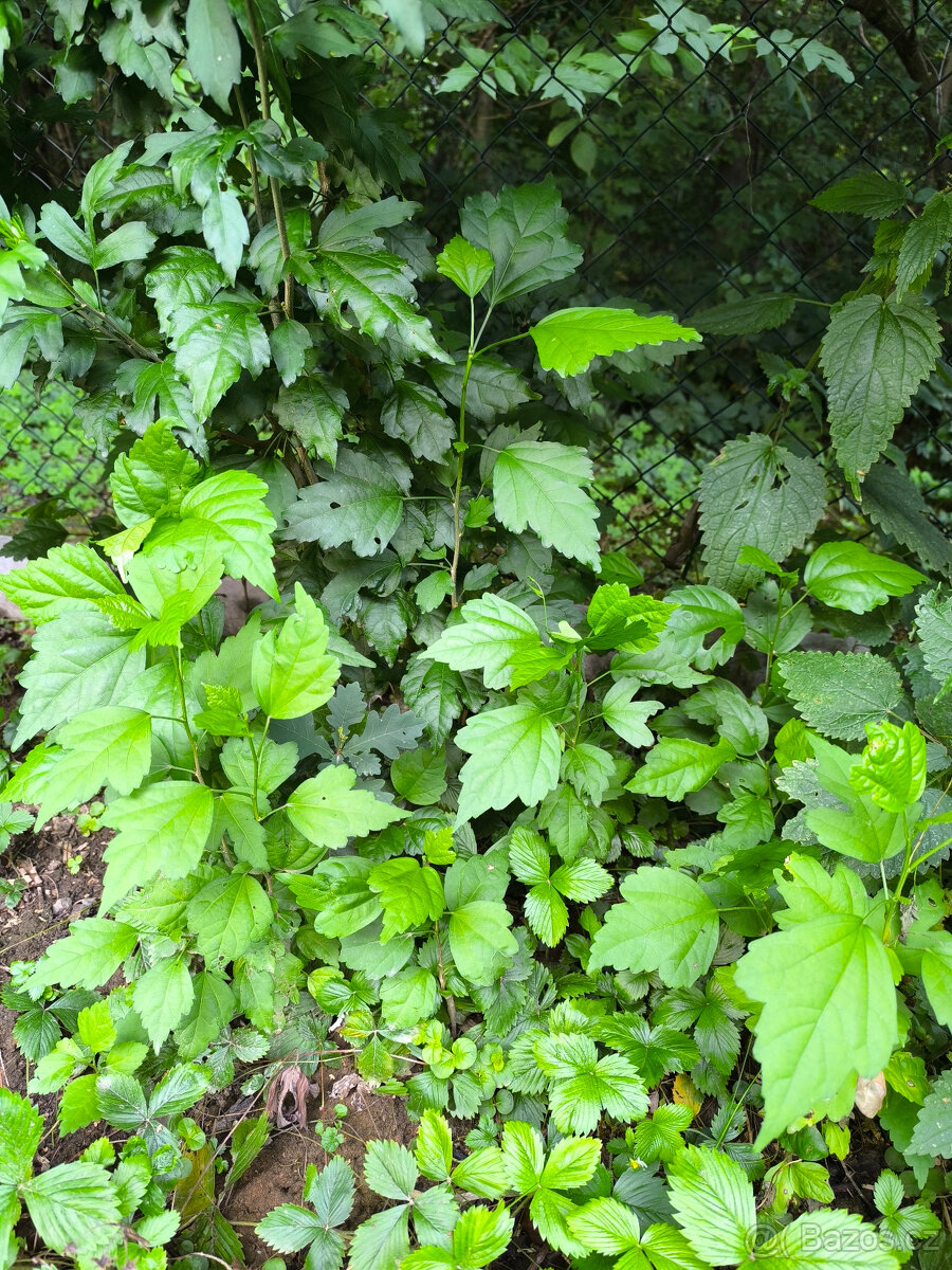 IBIŠEK VENKOVNÍ SAZENICE - 4