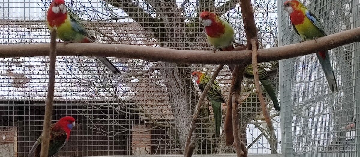 Rosela pestrá 1.4 - 4