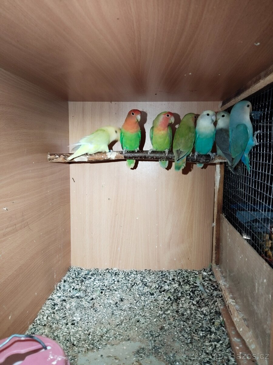 Agapornis ružohrdlý - 4