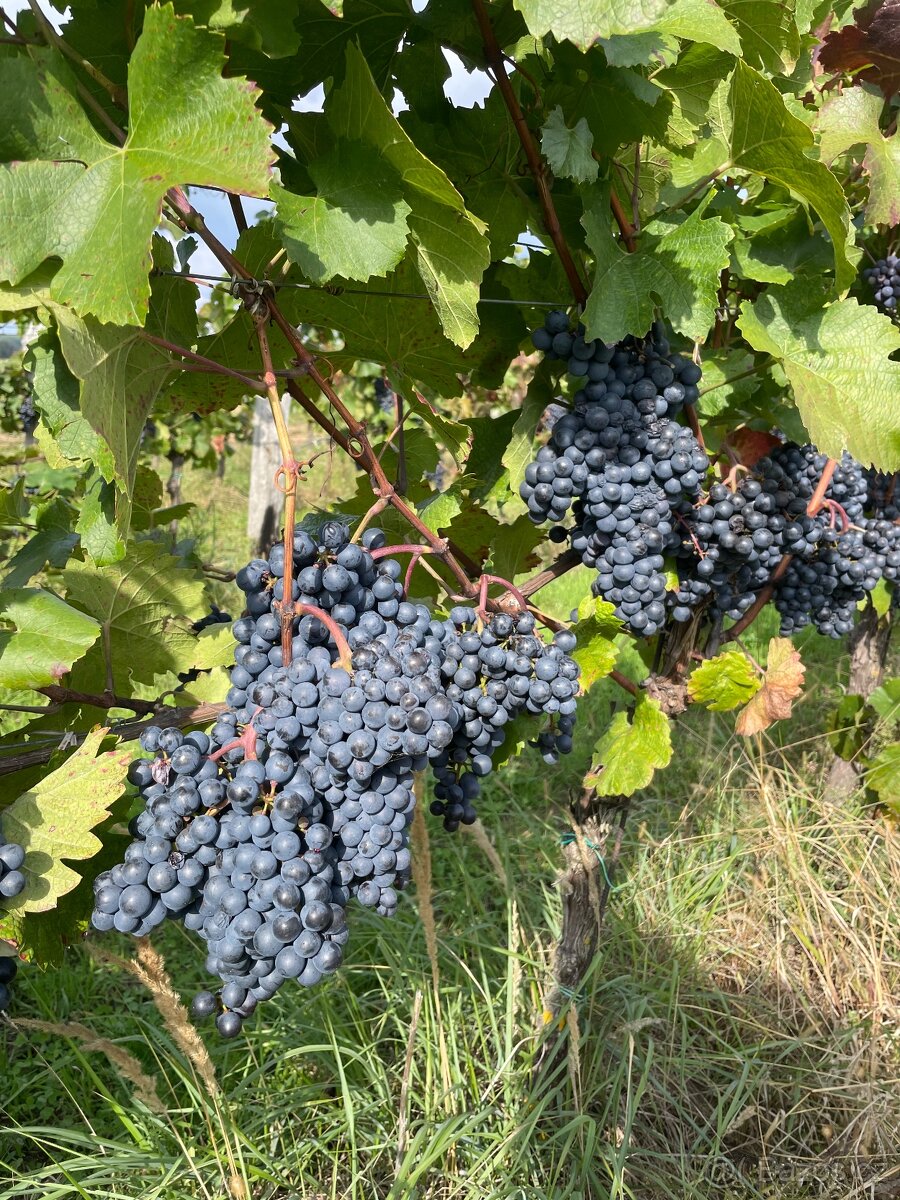 Hrozny bílé, modré - 4