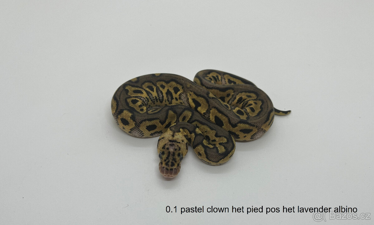 Krajta královská(Python regius) Vánoční sleva 20% - 4