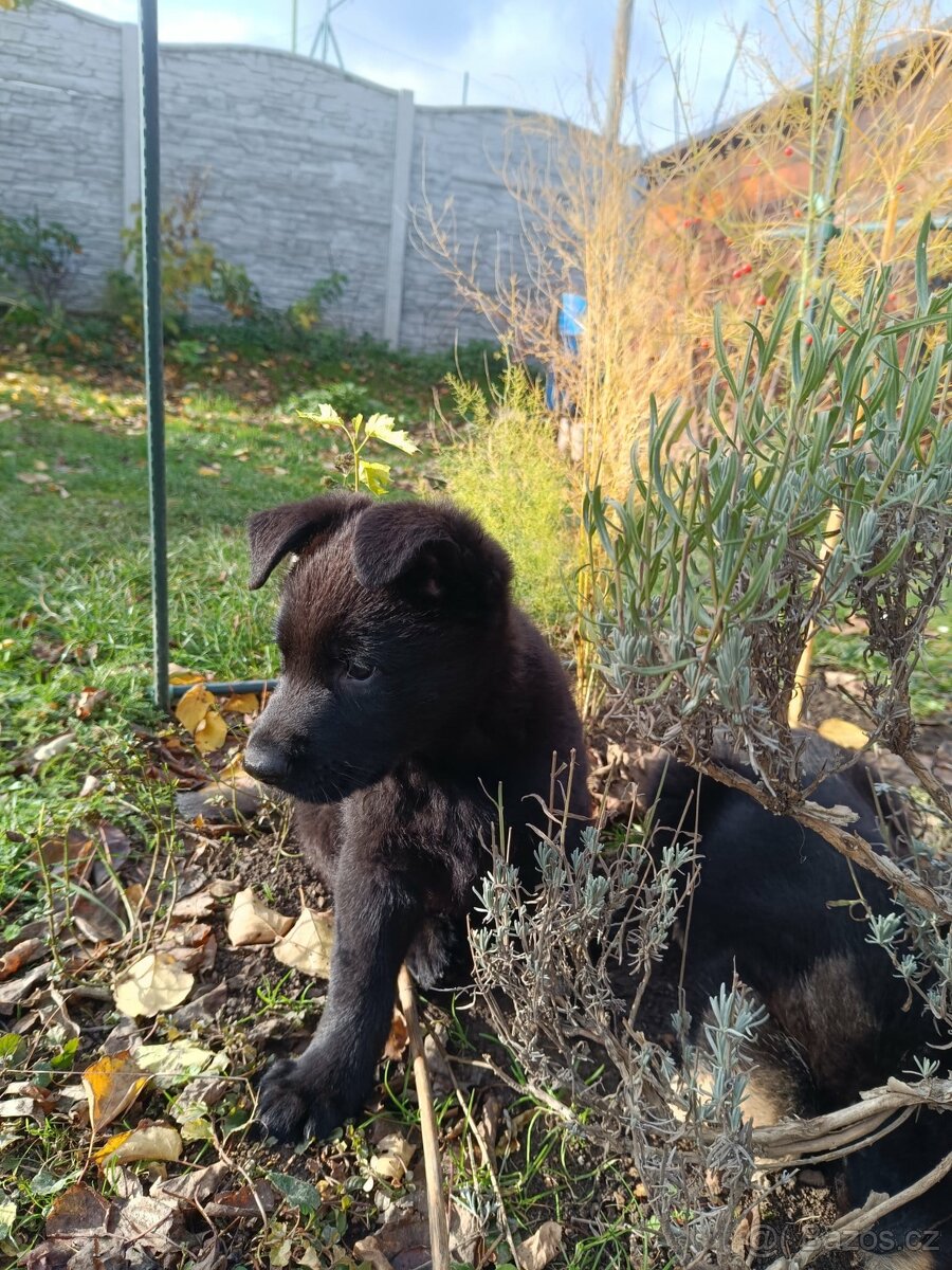 Německý ovčák - 4