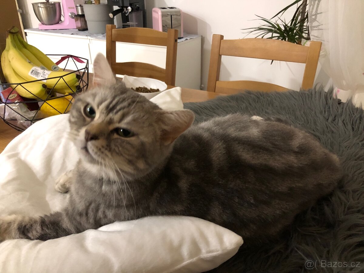 Úžasná britská krátkosrstá kočička - 4