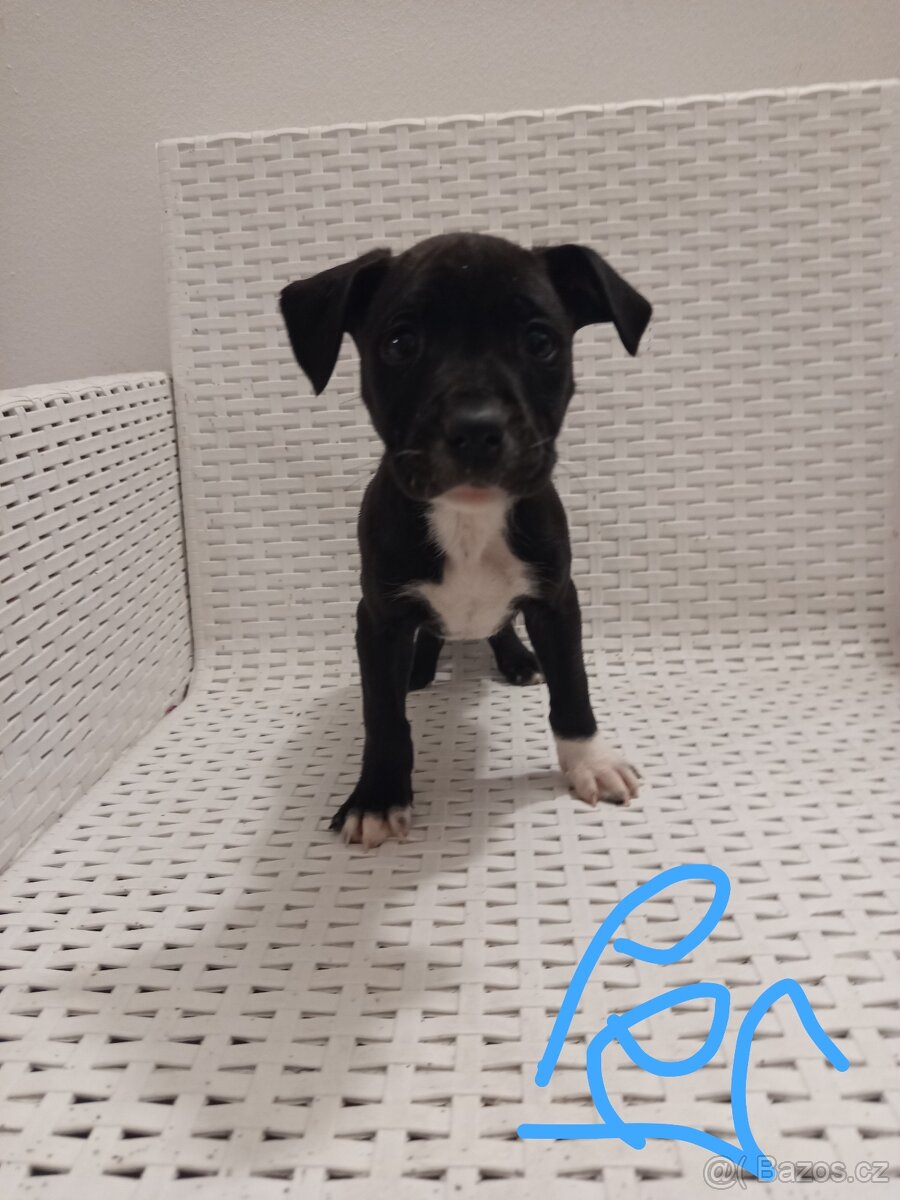 Americký stafordšírský teriér bez pp - 4