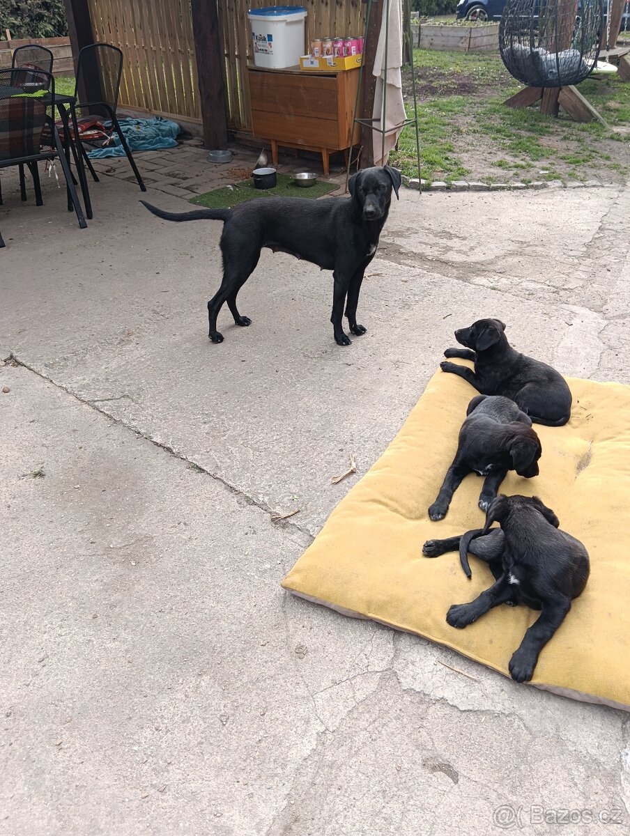 Štěňátka - 4