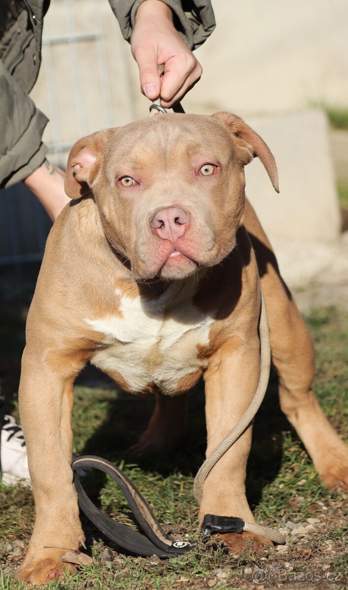 American bully XL - 4