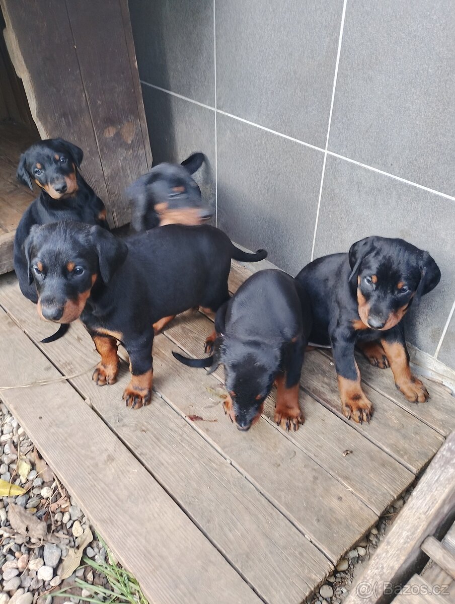 Dobrman štěňata s PP - 4