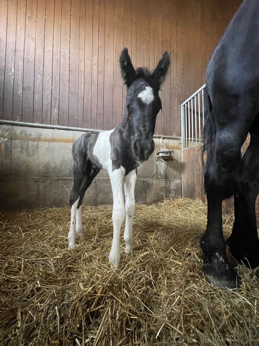 Hřebeček barokní pinto - 4