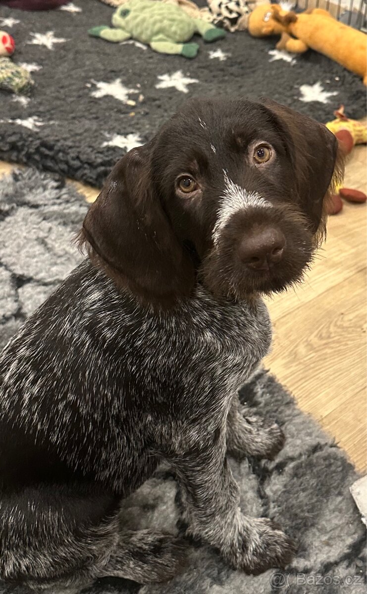 Německý drátosrstý ohař s PP - 4