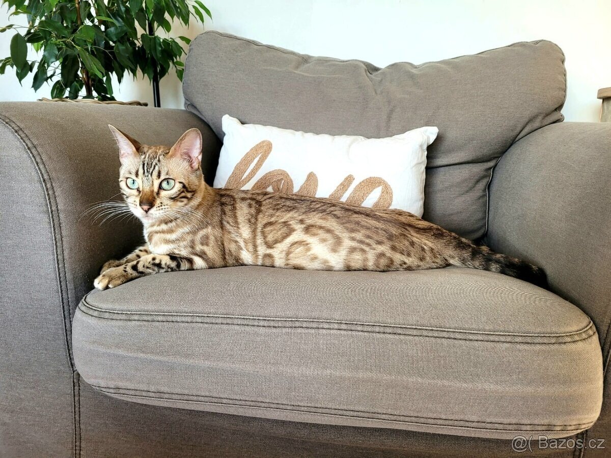 Bengálská kočka s PP - 4