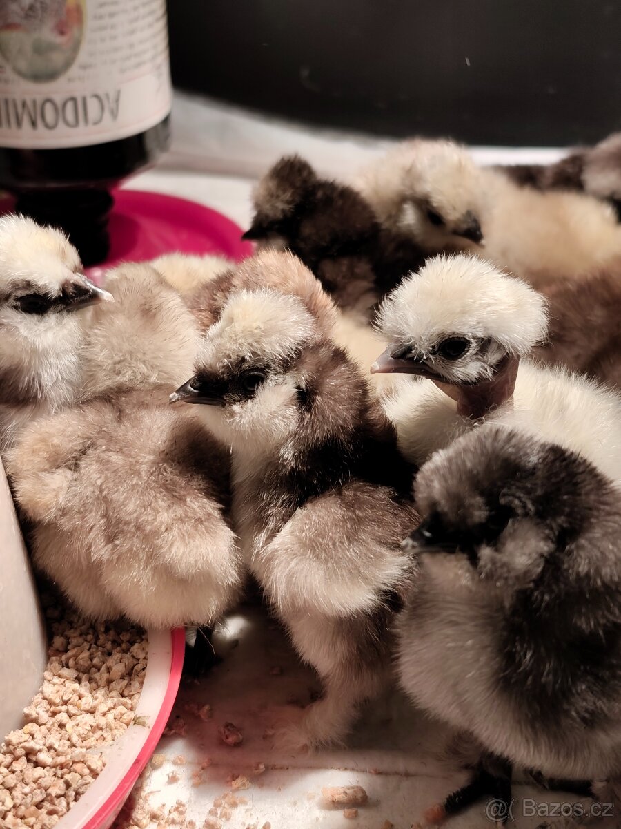 Hedvábnička USA - 4