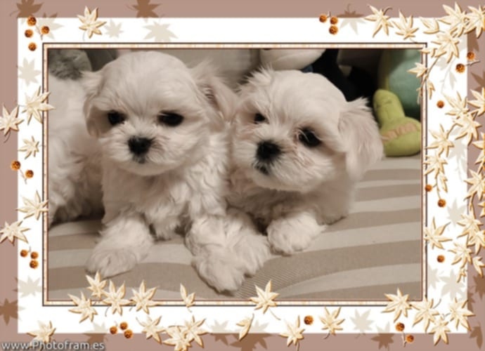 Maltézský psík s PP FCI - 4