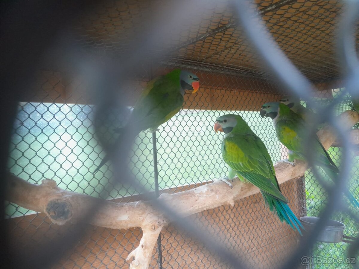 ALEXANDR ČÍNSKÝ - 4