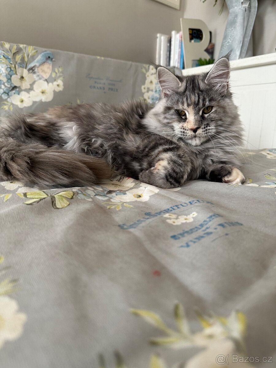 Mainská mývalí s pp - 4