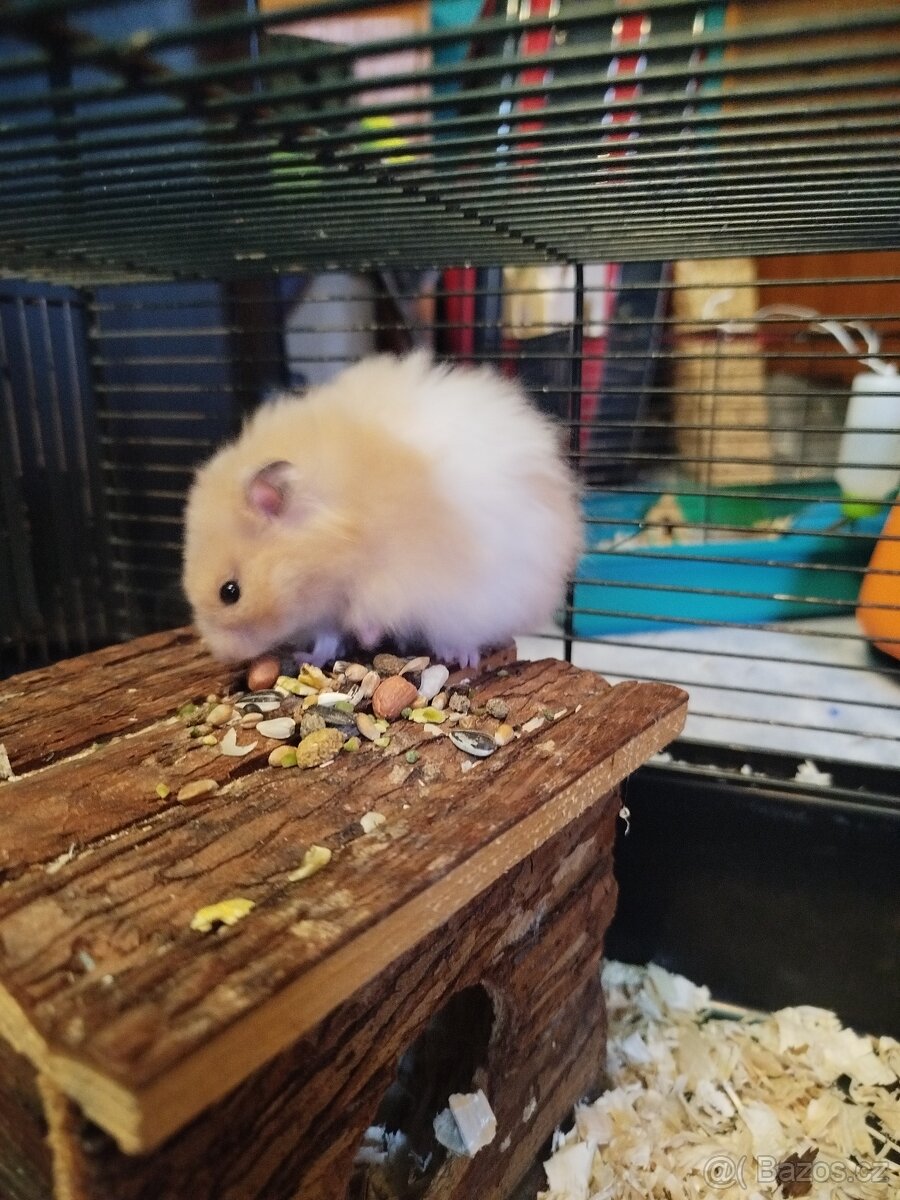 Křeček syrský - 4