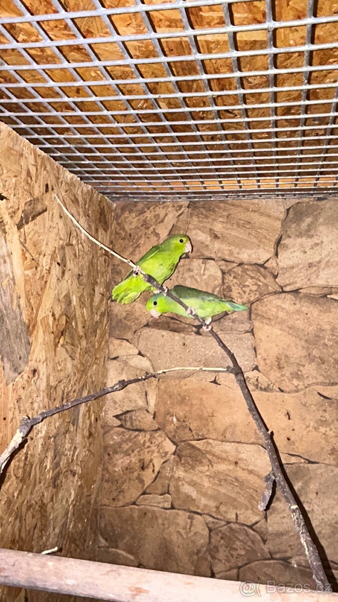 Papoušíček vrabčí a šedokřídlý. - 4