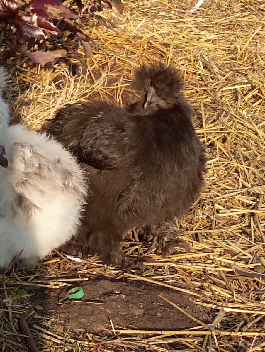 Kohoutek USA hedvabnicka - 4