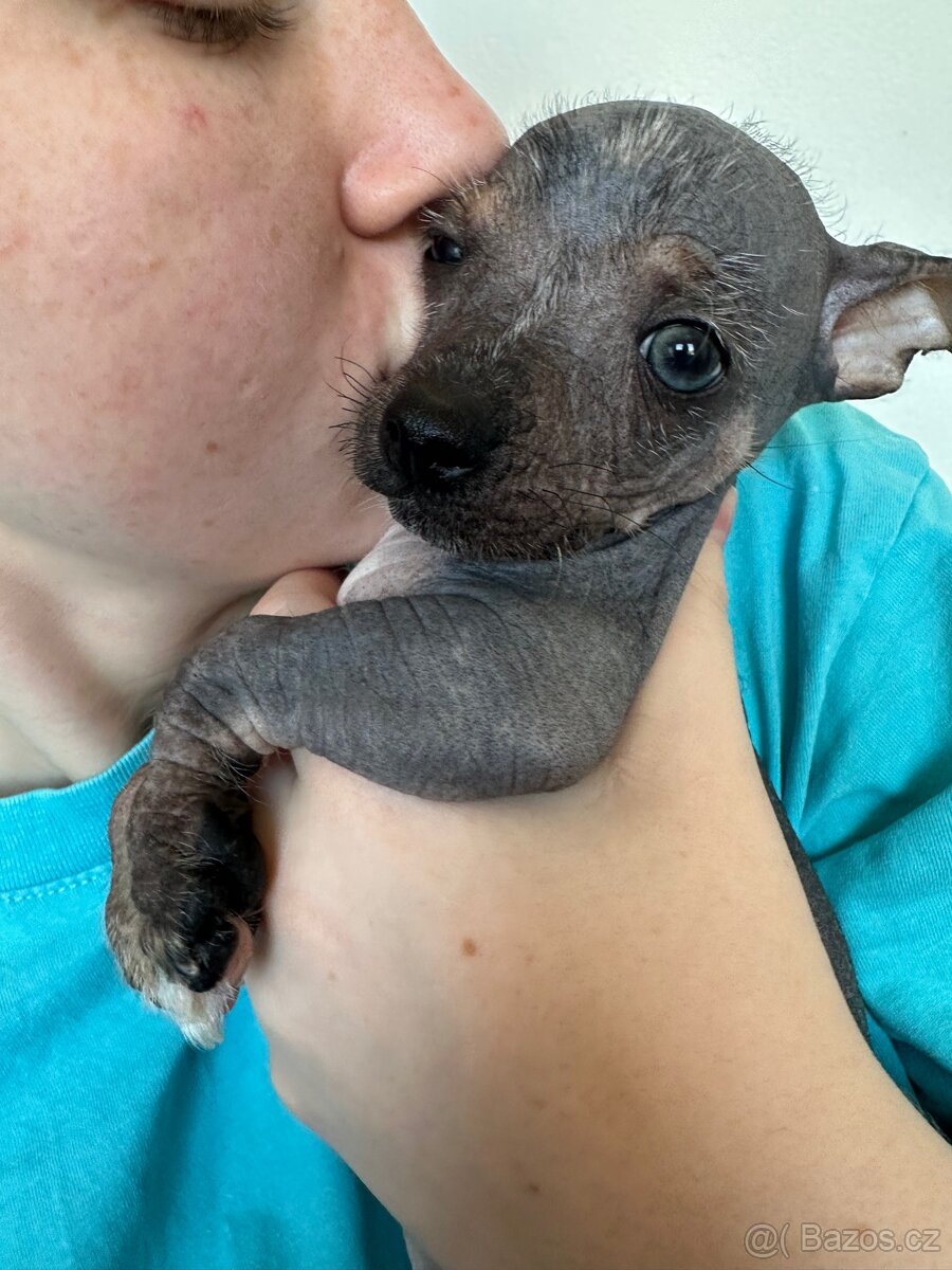 Hairless čivava - naháč - 4