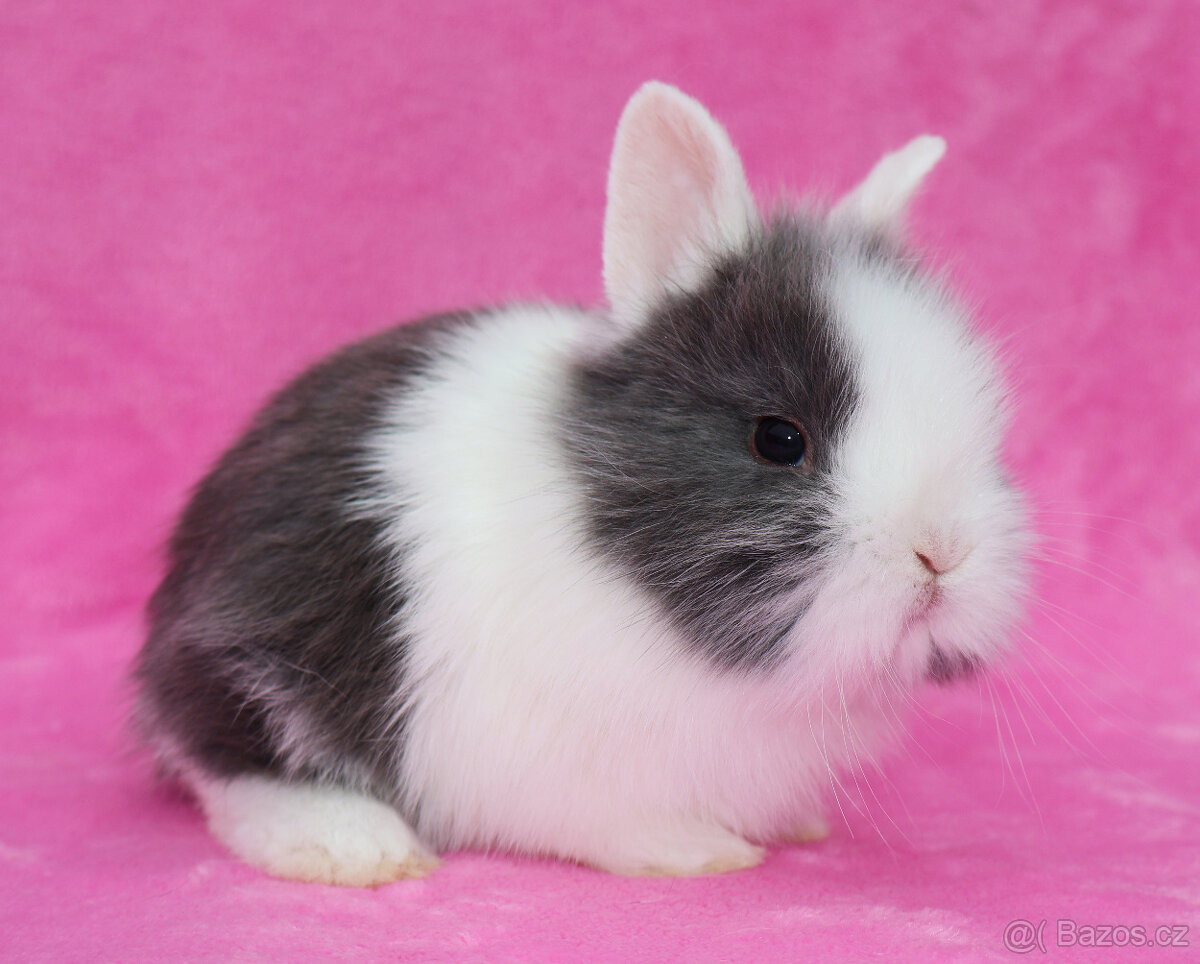 Zakrslý krátkouchý králíček WO sameček - 4