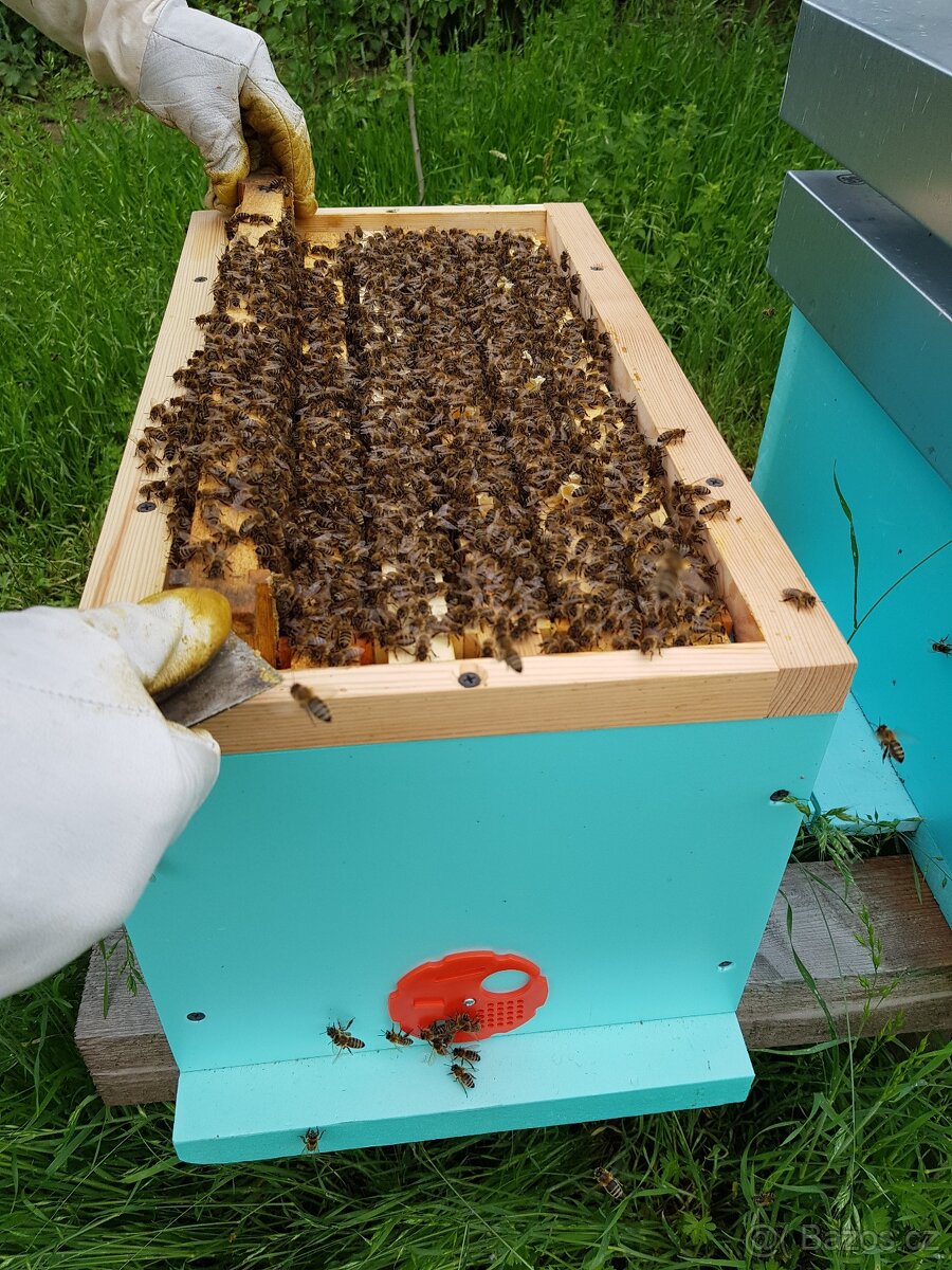 Včelí oddělky Langstroth 2/3, 6 rámků, 2026 - 4