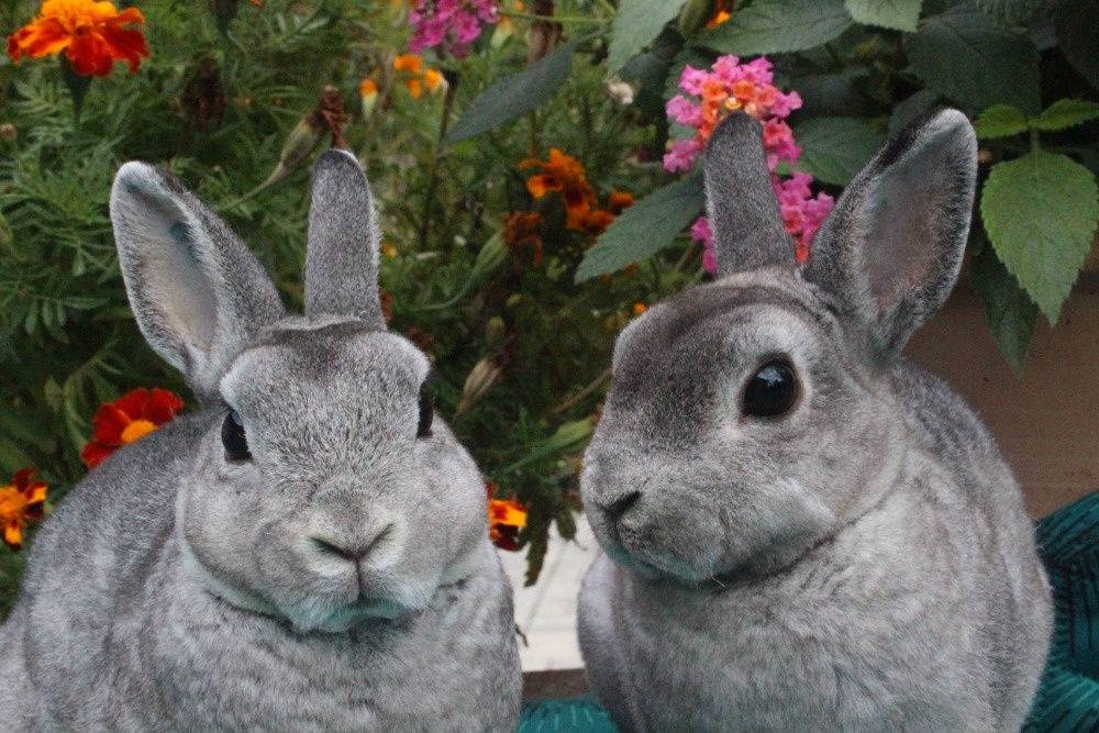 Zakrslý rex činčilový s PP - 4