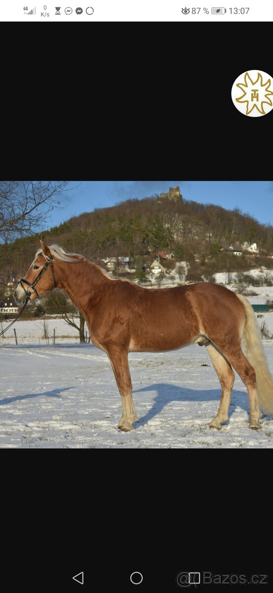 Hafling, valach nar. 2023 - 4