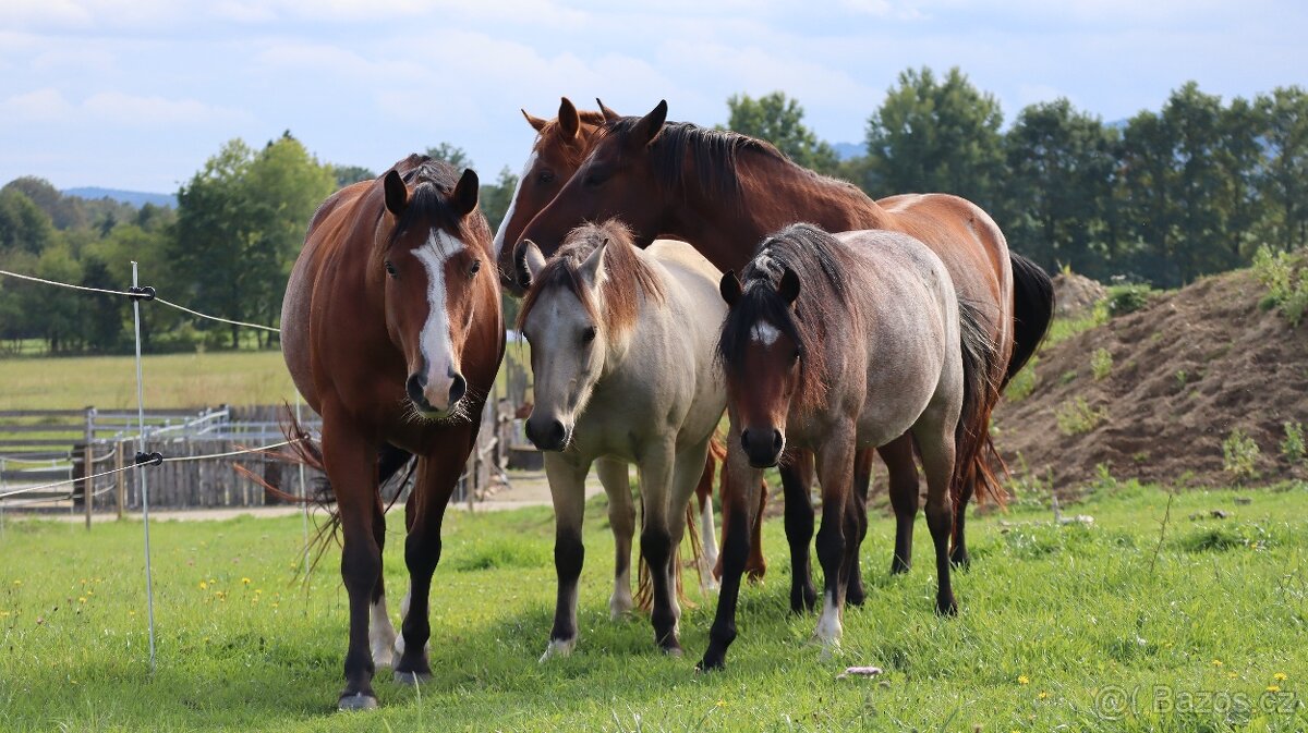 Welsh kobylka sekce B - 4