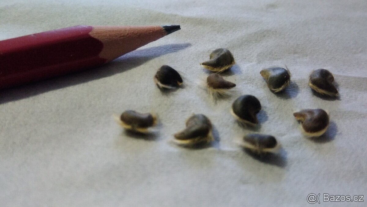 Ibišek Syrský, květ bílé barvy - Semena - 4