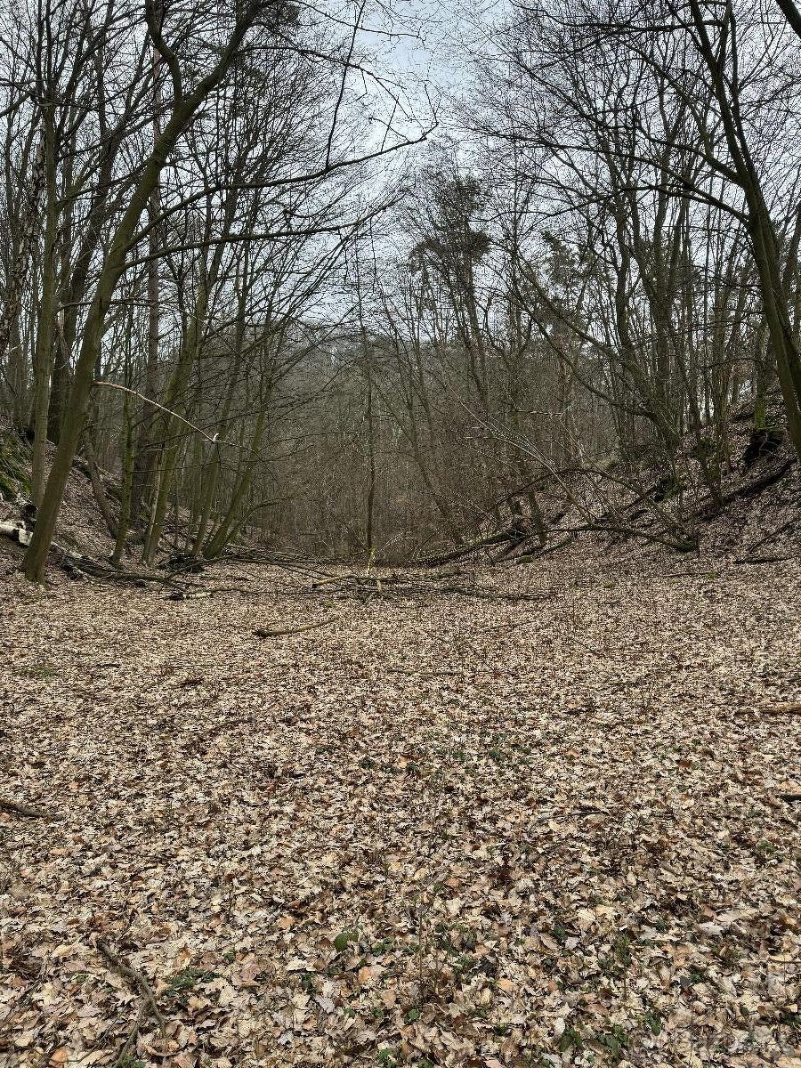 Prodám lesní pozemek v k.ú. Luka - 4