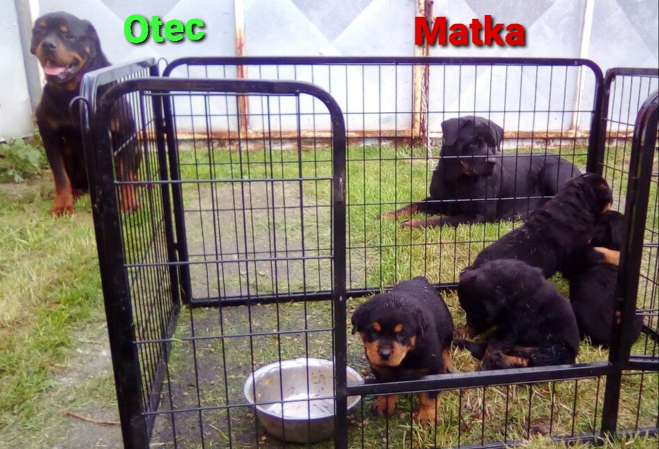 Rotvajler štěně bez pp - 4